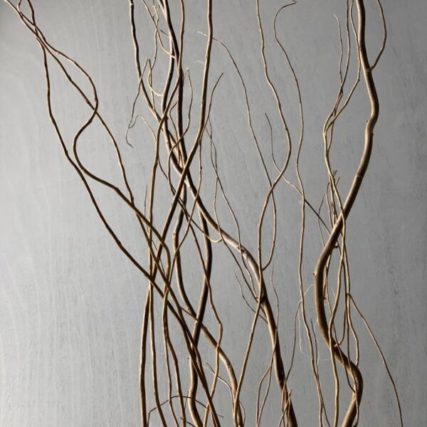 Dried Curly Willow Branches Up close - Green Trees