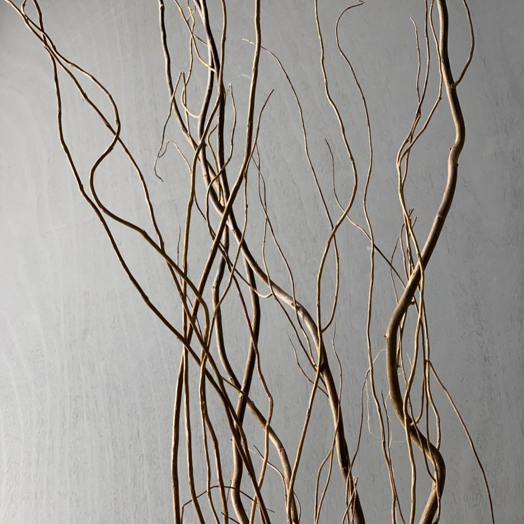 Dried Curly Willow Branches Up close – Green Trees
