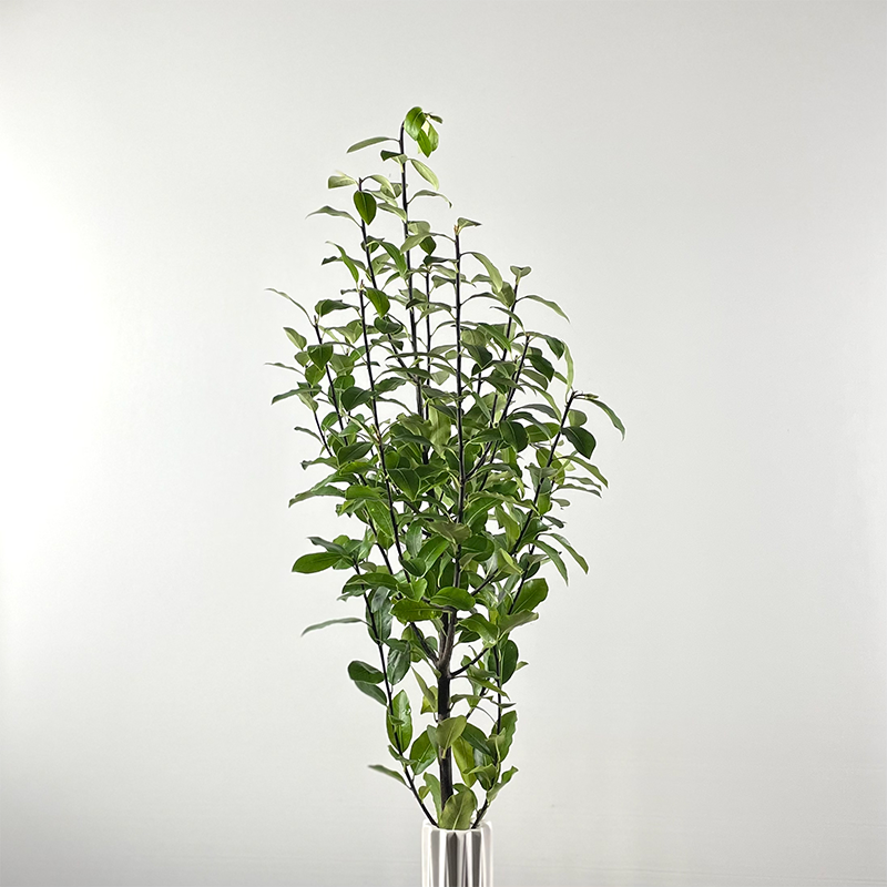 Green Pittosporum - Vase - GreenTrees