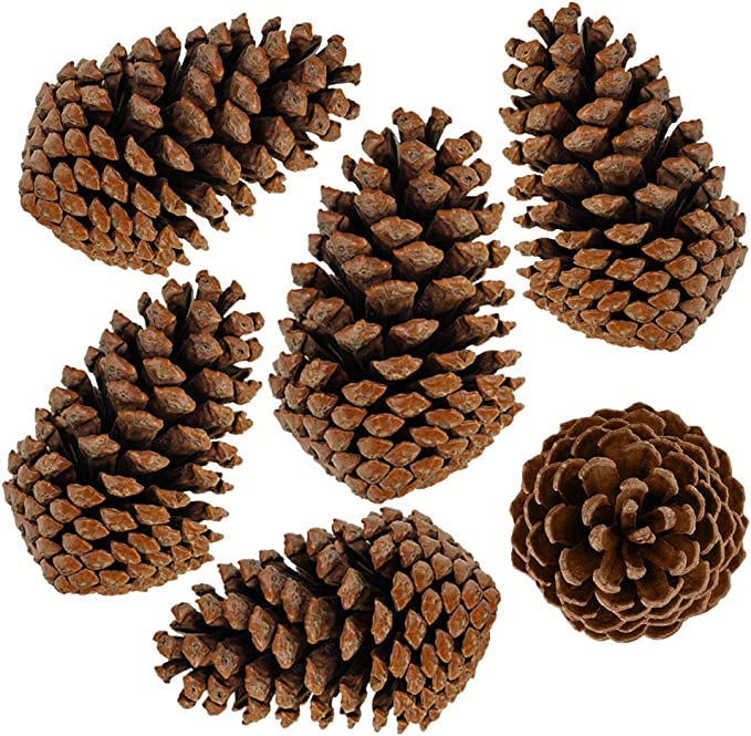 Bag of Pine Cones - Green Trees