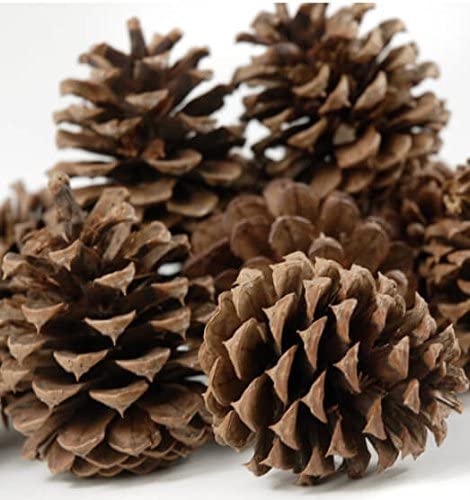 Bag of Pine Cones - Green Trees 2.5KG - Image 2