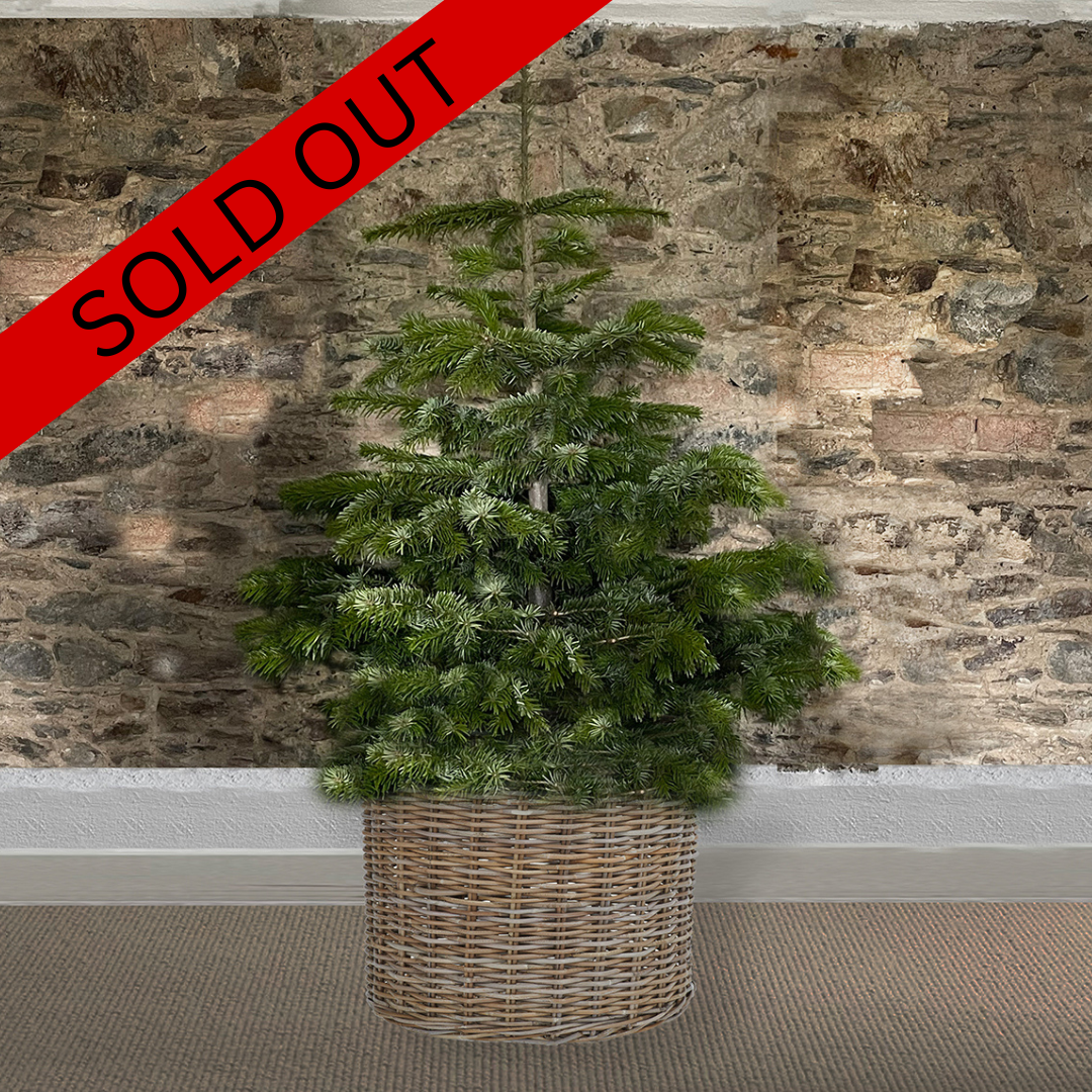 Sold out / Living Tree