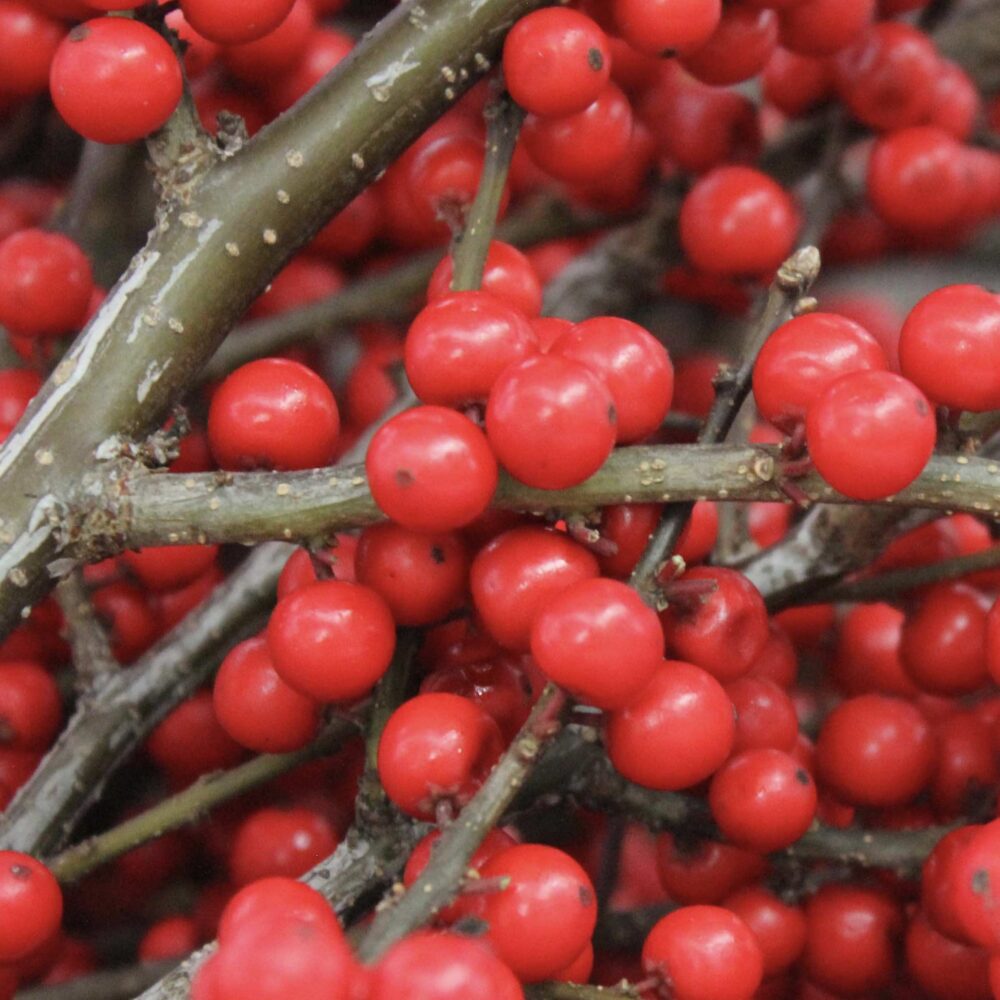 Winterberry-Close Up-Green Trees