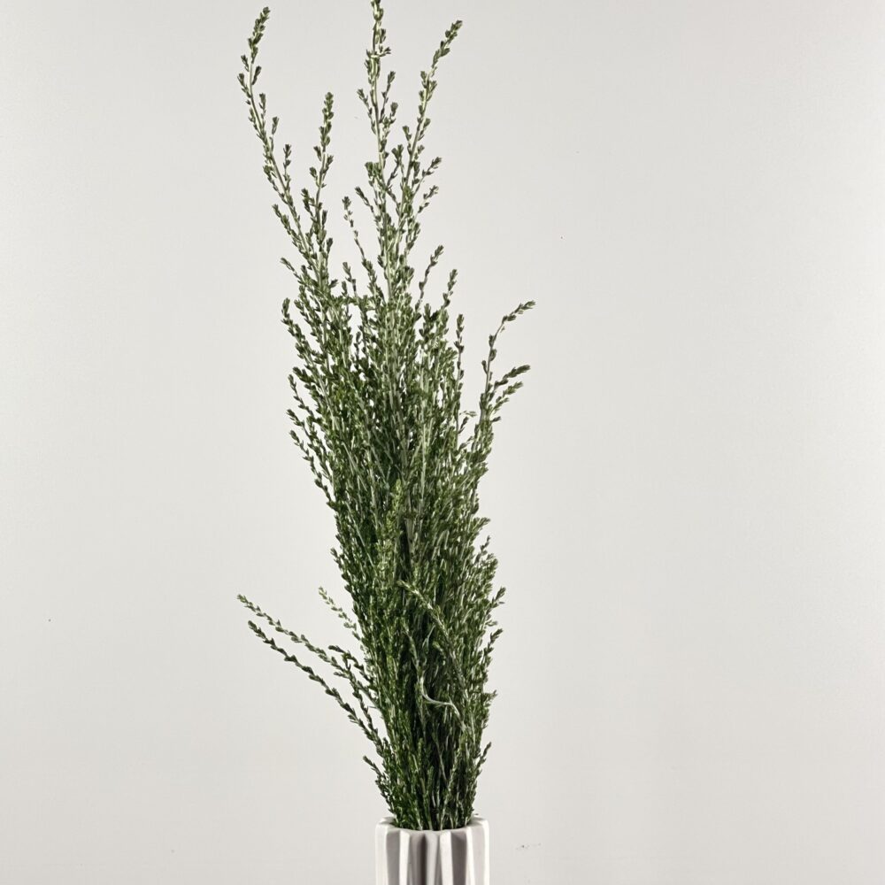 ozothamnus sussex silver Vase - Greentrees